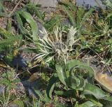 Centaurea cheiranthifolia. Цветущее растение. Грузия, Казбегский муниципалитет, галечное дно долины р. Сно. 31.07.2018.