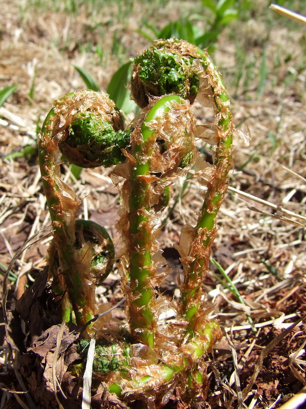 Image of Dryopteris expansa specimen.