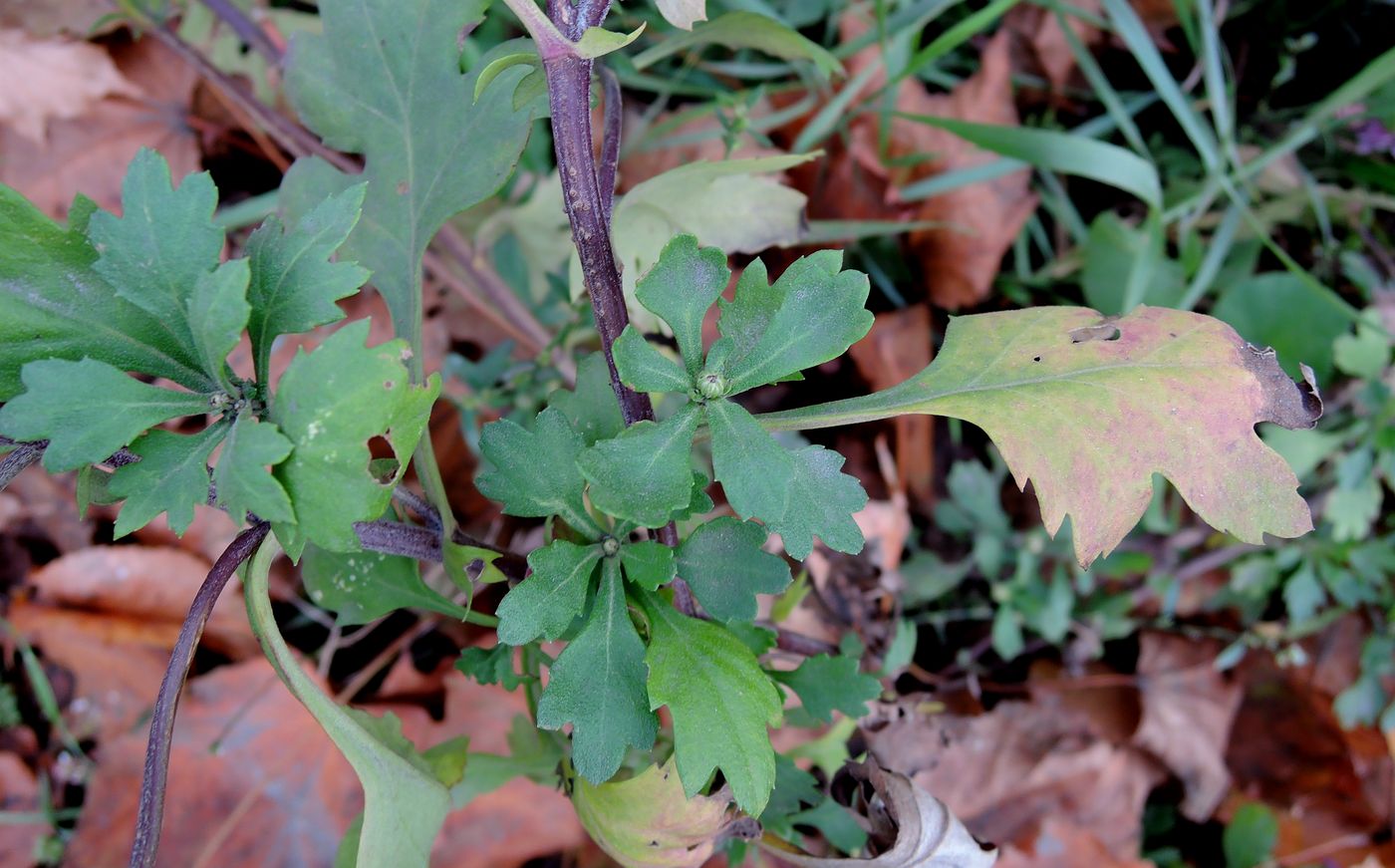 Изображение особи Chrysanthemum indicum.