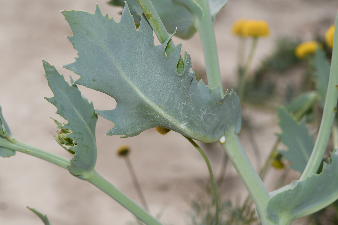 Изображение особи Launaea angustifolia.