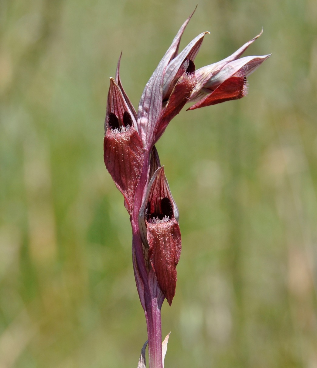 Изображение особи Serapias orientalis ssp. levantina.