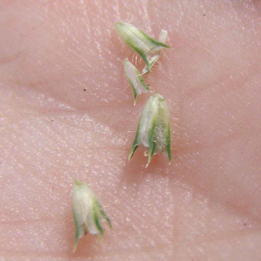 Image of Phleum pratense specimen.