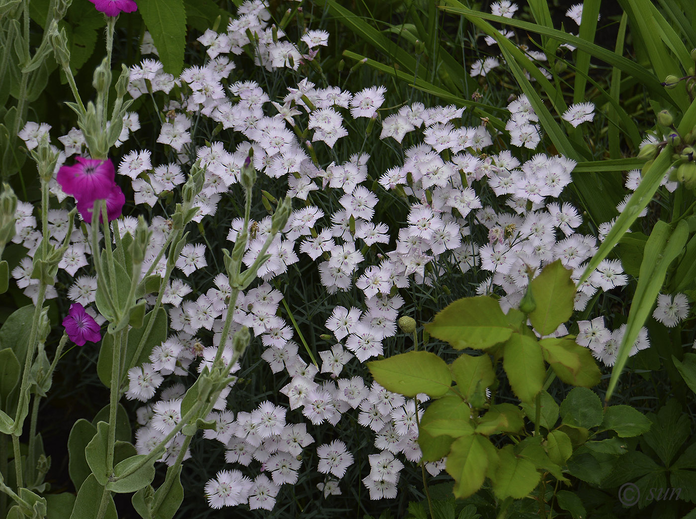 Изображение особи Dianthus versicolor.