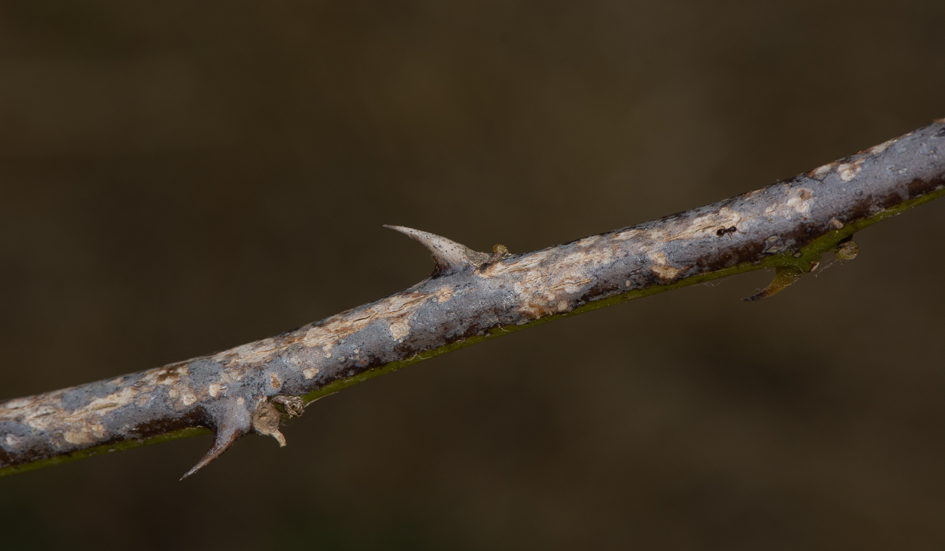 Image of Erythrina herbacea specimen.