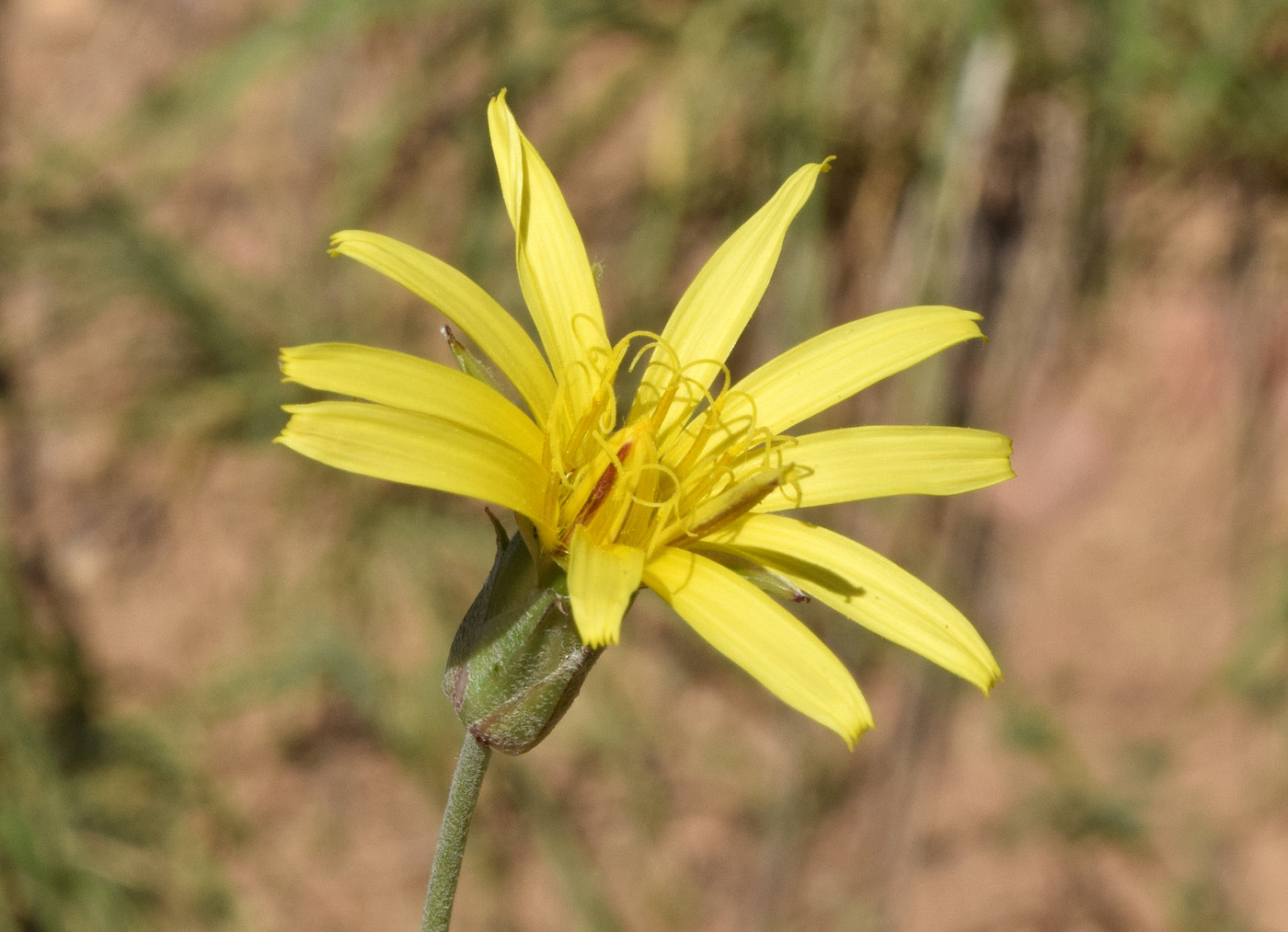 Image of Scorzonera inconspicua specimen.