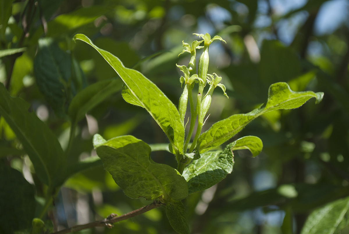 Image of Weigela middendorffiana specimen.