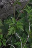 Geranium robertianum. Средняя часть растения с плодами. Турция, ил Артвин, окр. деревни Баглик, небольшой лесок недалеко от ручья. 24.04.2019.