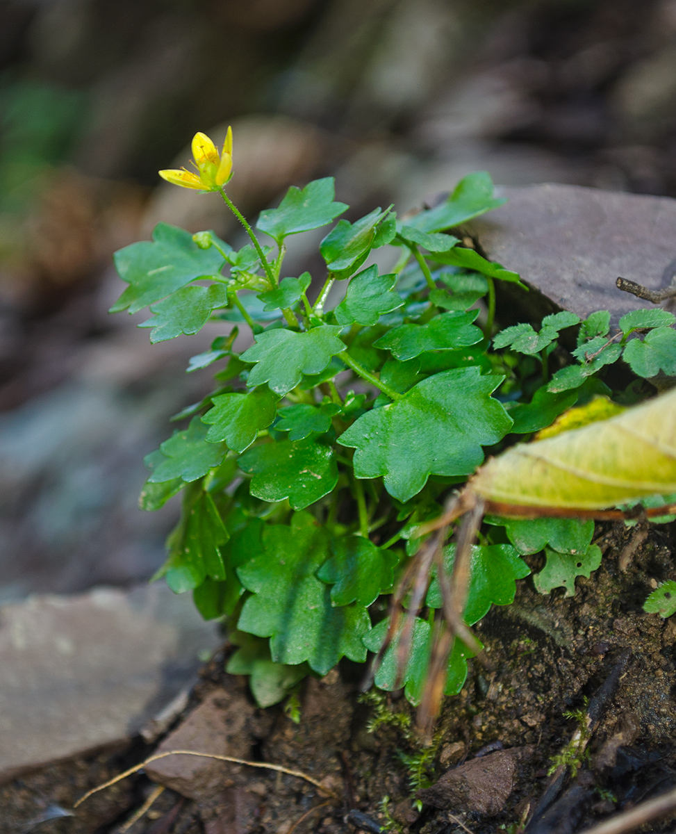 Изображение особи Saxifraga cymbalaria.