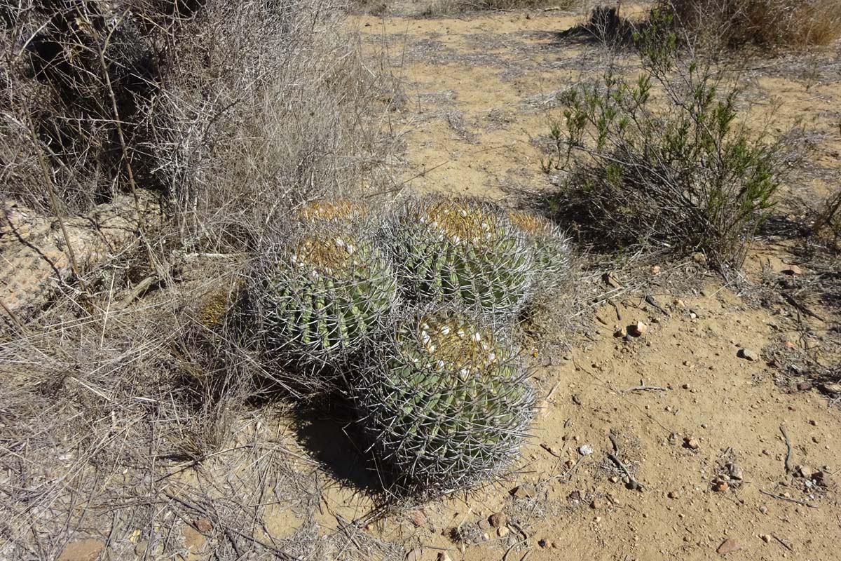 Image of Eriosyce aurata specimen.