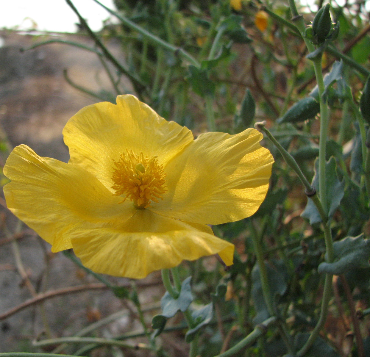 Изображение особи Glaucium flavum.