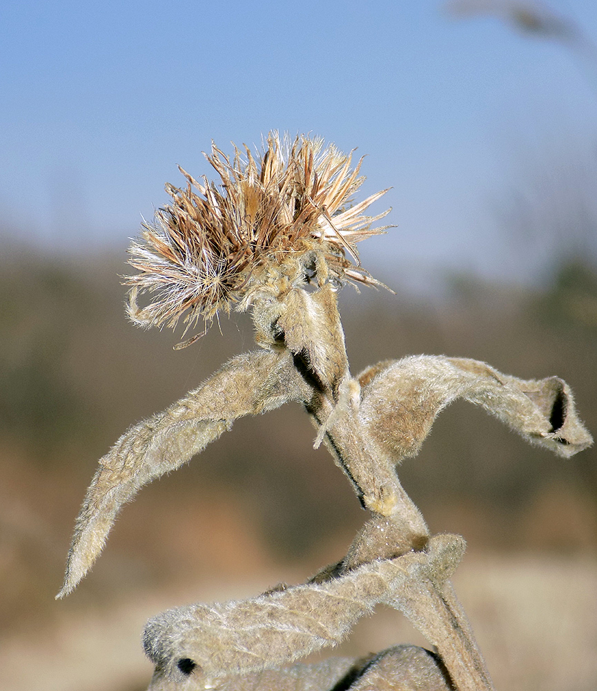 Изображение особи Inula thapsoides.