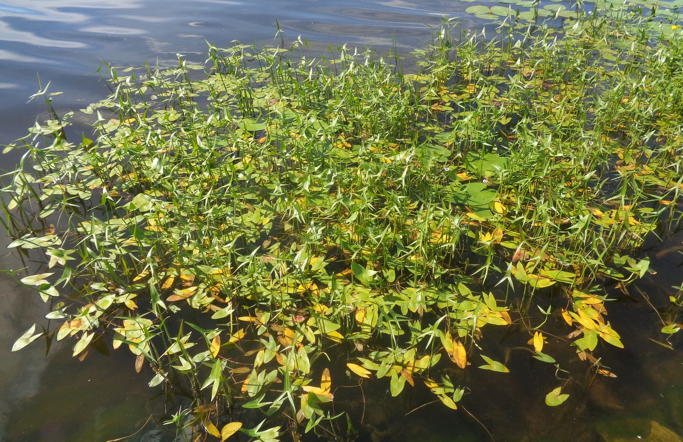 Image of Sagittaria sagittifolia specimen.