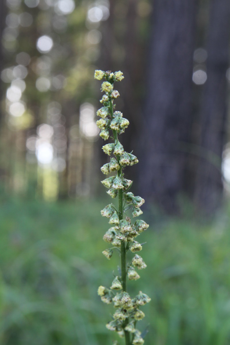 Image of Artemisia tanacetifolia specimen.