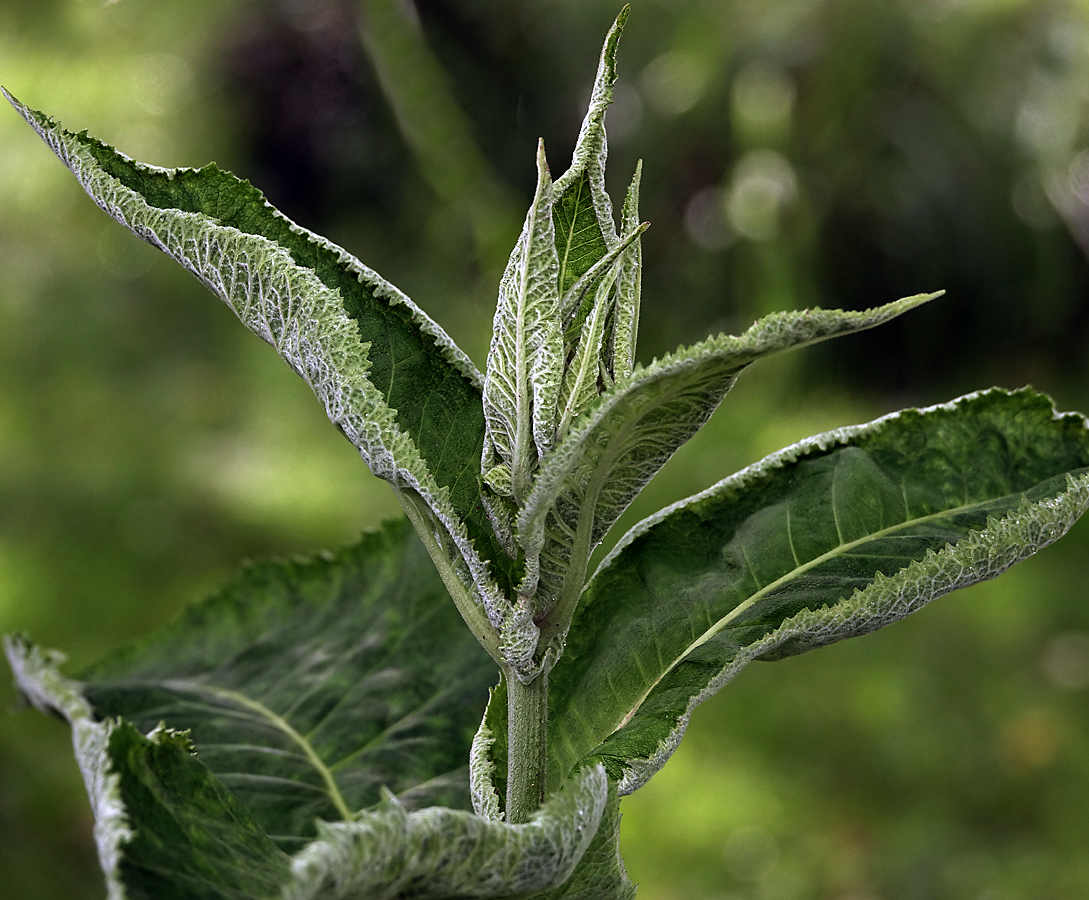 Изображение особи Inula helenium.