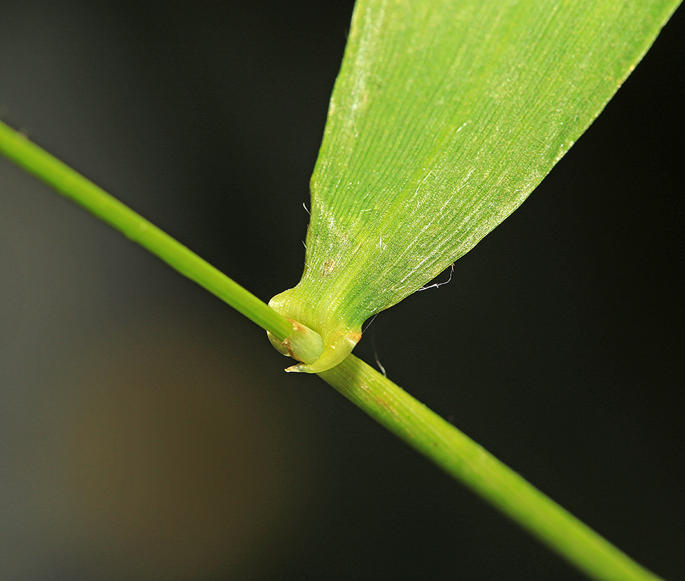 Image of Hystrix komarovii specimen.