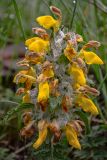 Phlomoides speciosa