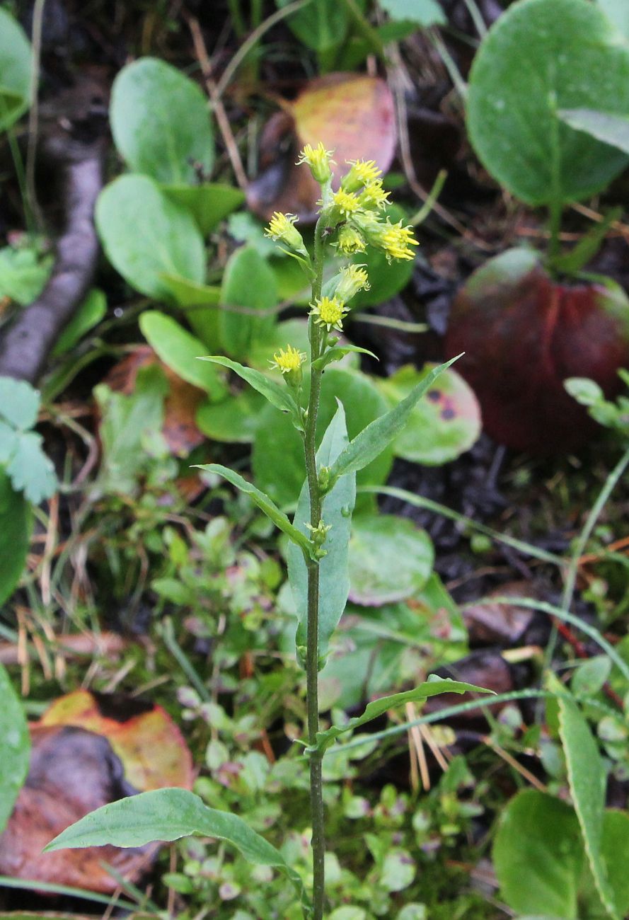 Изображение особи род Solidago.