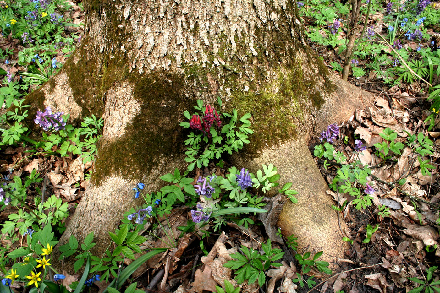 Image of Corydalis solida specimen.