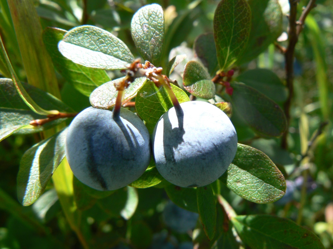 Image of Vaccinium uliginosum specimen.