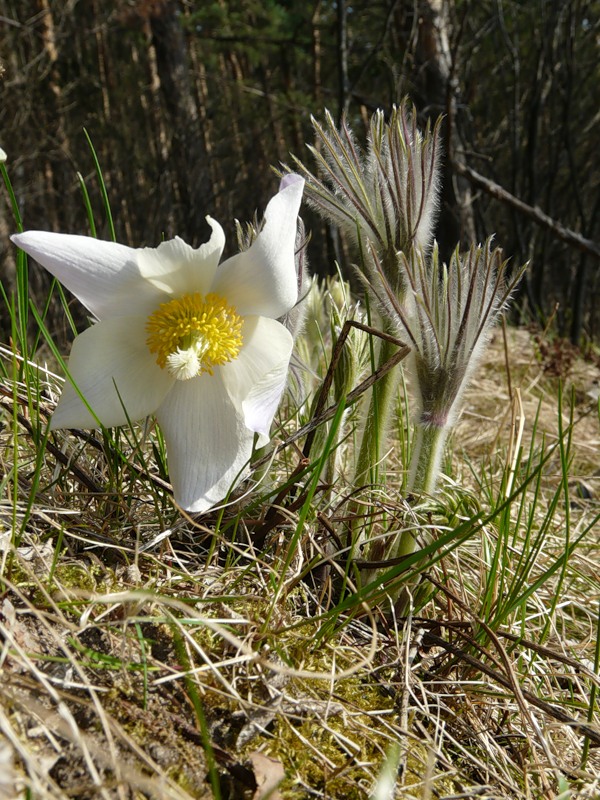 Image of Pulsatilla orientali-sibirica specimen.