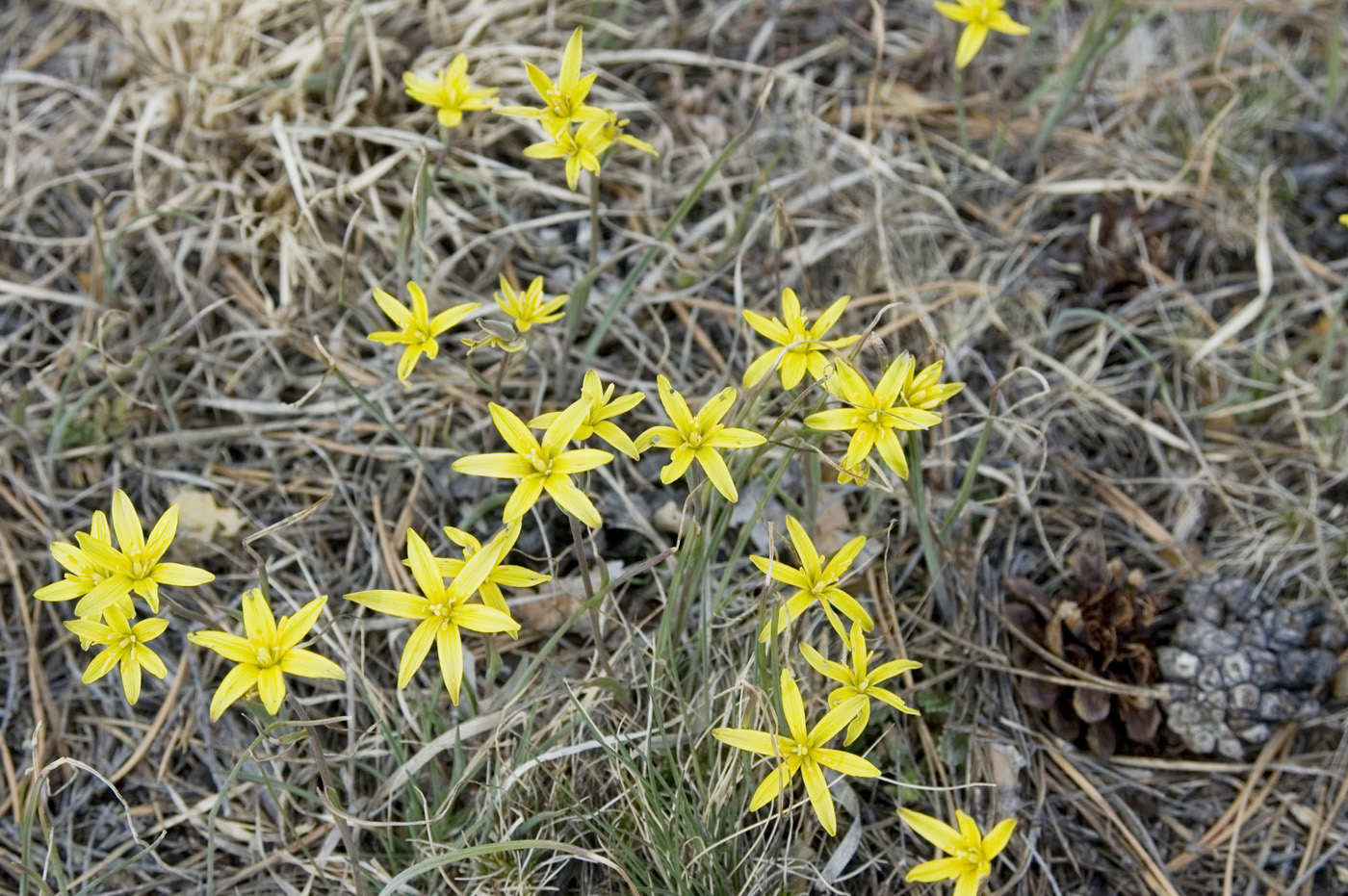 Изображение особи Gagea pauciflora.