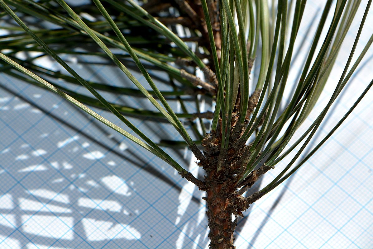 Image of Pinus resinosa specimen.