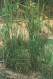 Juncus filiformis