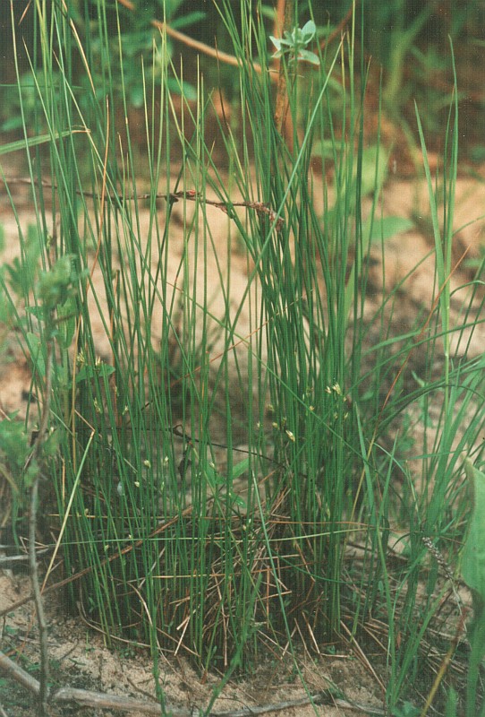 Image of Juncus filiformis specimen.