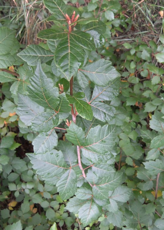 Image of Rhus trilobata specimen.