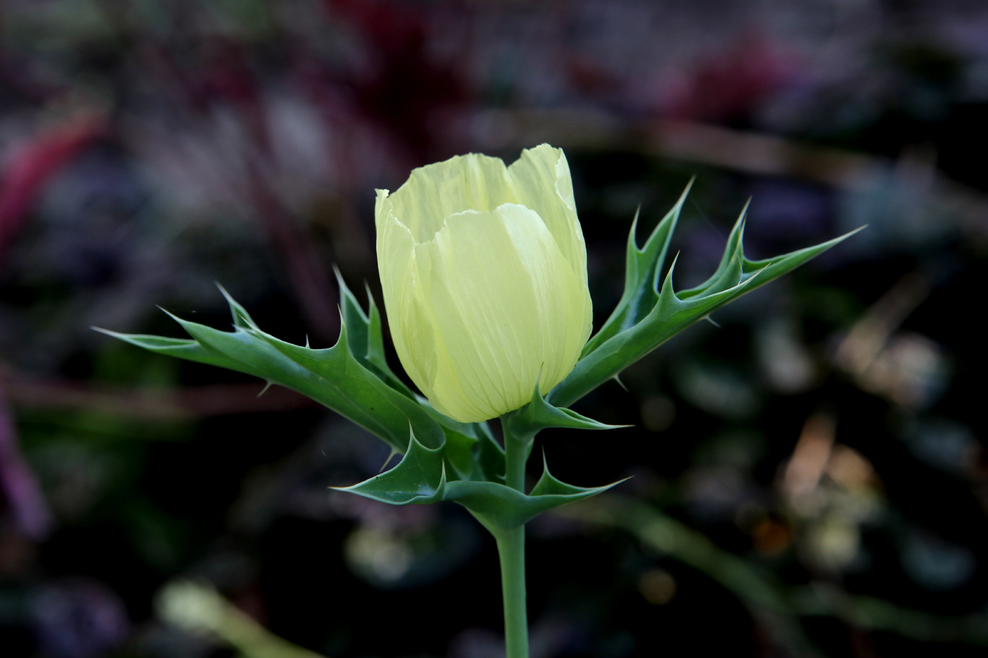 Изображение особи Argemone ochroleuca.