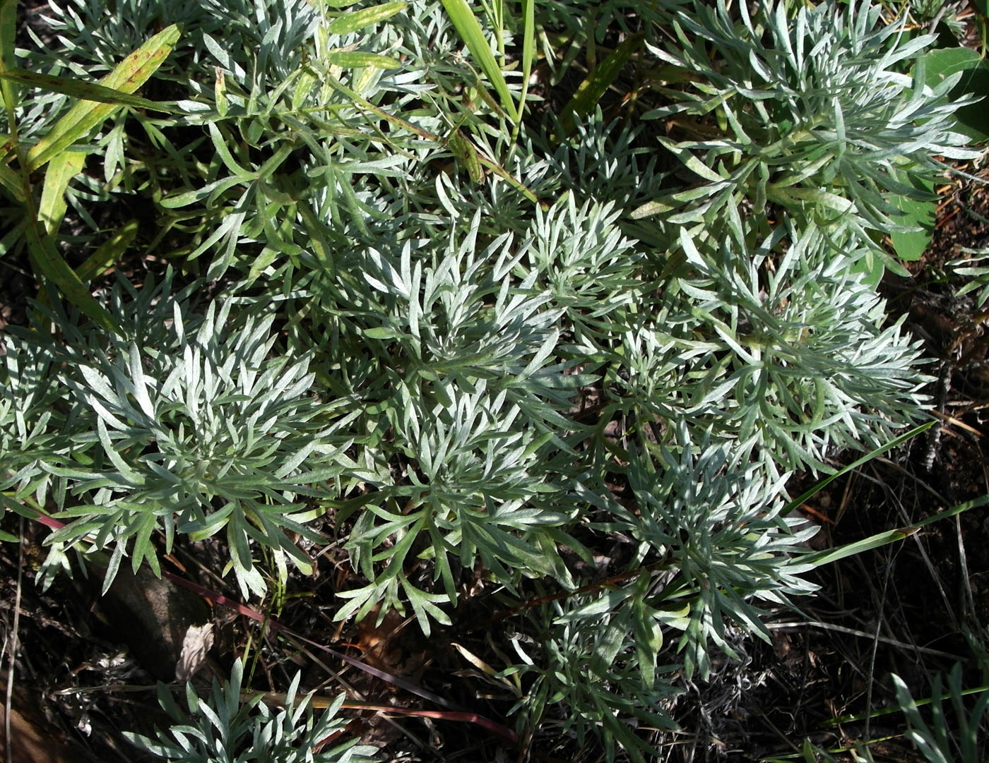 Image of Artemisia sericea specimen.