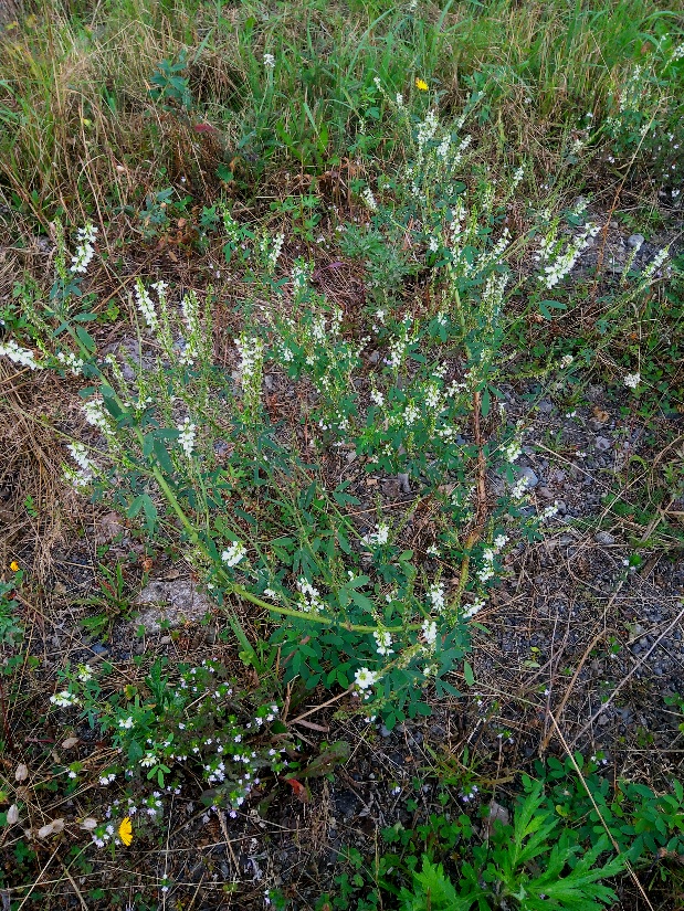 Image of Melilotus albus specimen.