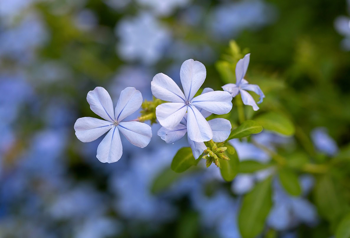 Image of Plumbago auriculata specimen.