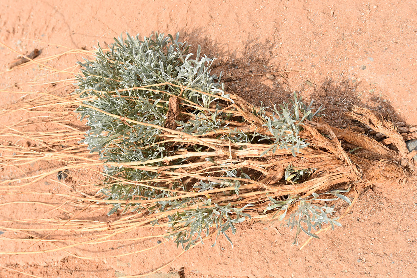 Изображение особи Artemisia juncea.