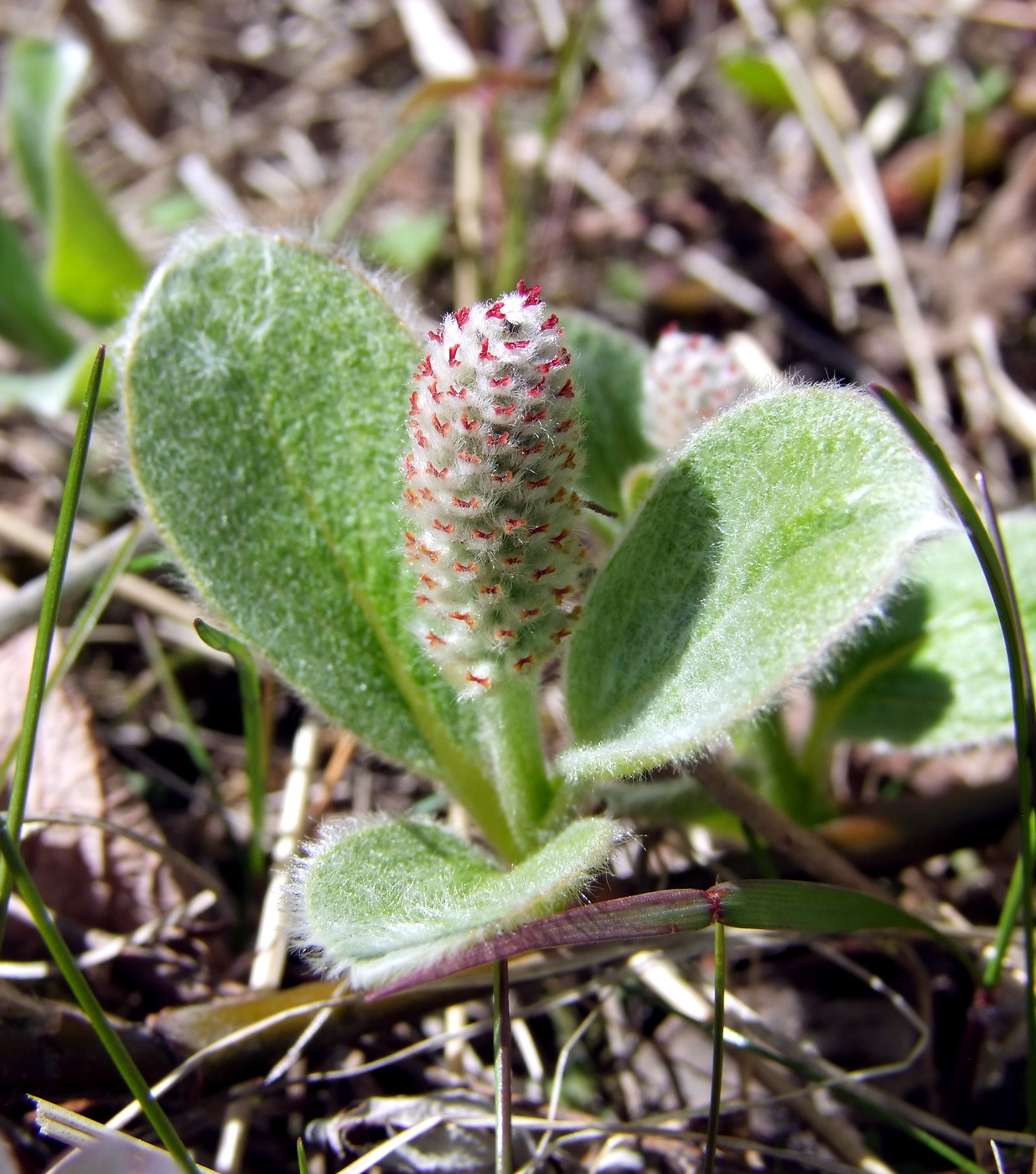 Изображение особи Salix crassijulis.