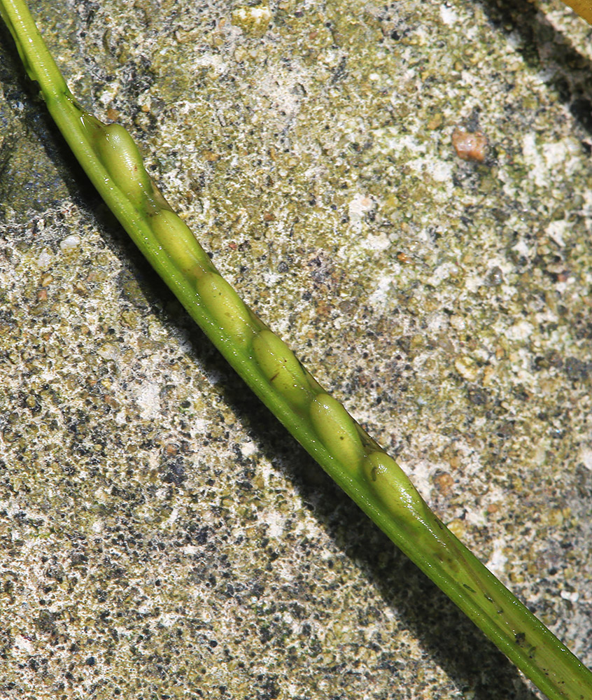 Изображение особи Zostera japonica.