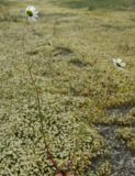 род Tripleurospermum. Цветущее растение. Калмыкия, Черноземельский р-н. 24.04.2010.