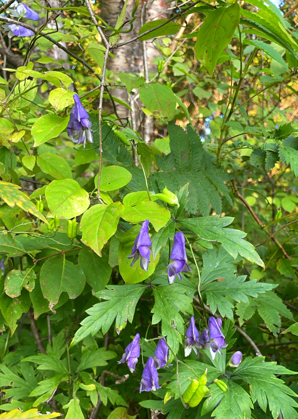 Изображение особи Aconitum consanguineum.