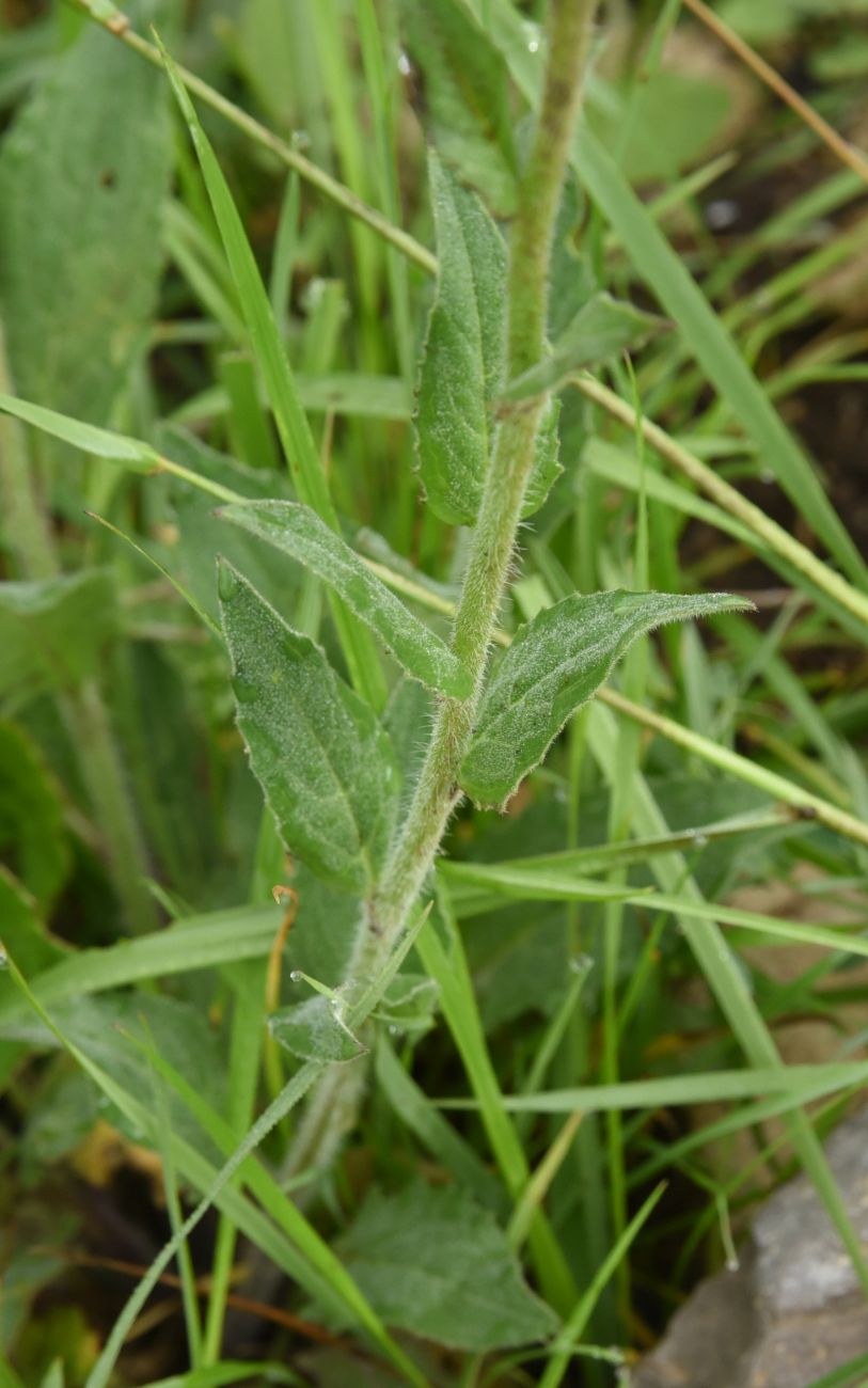 Image of Hesperis voronovii specimen.