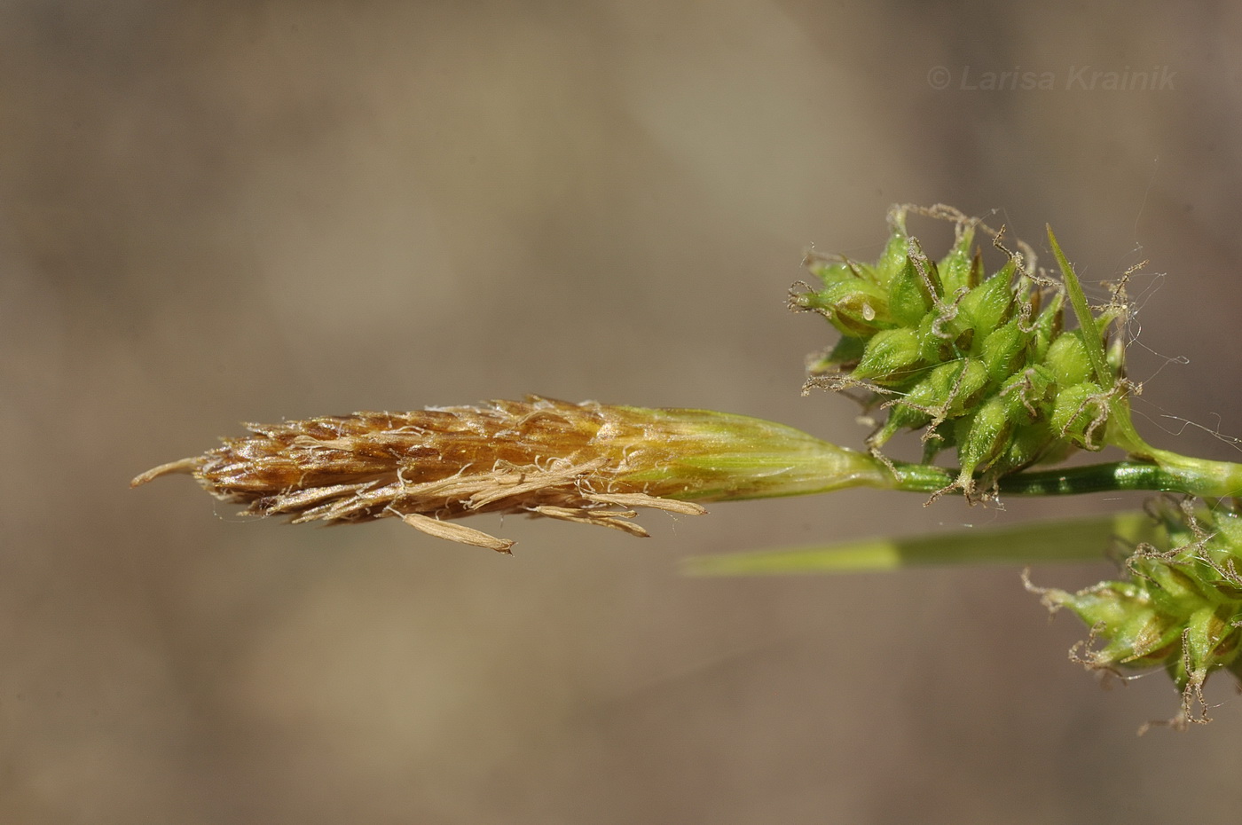 Изображение особи Carex pseudosabynensis.