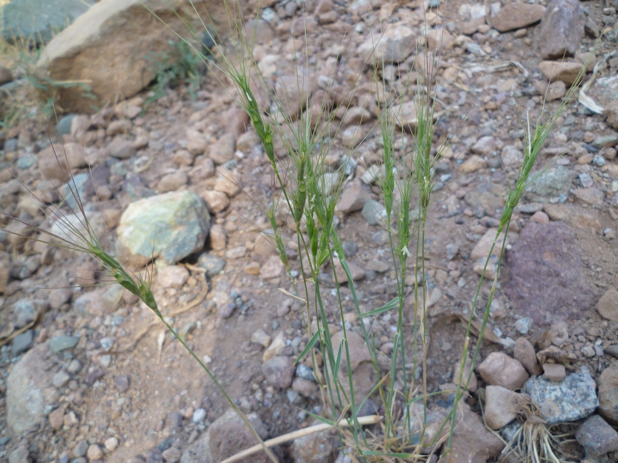 Изображение особи Aegilops triuncialis.