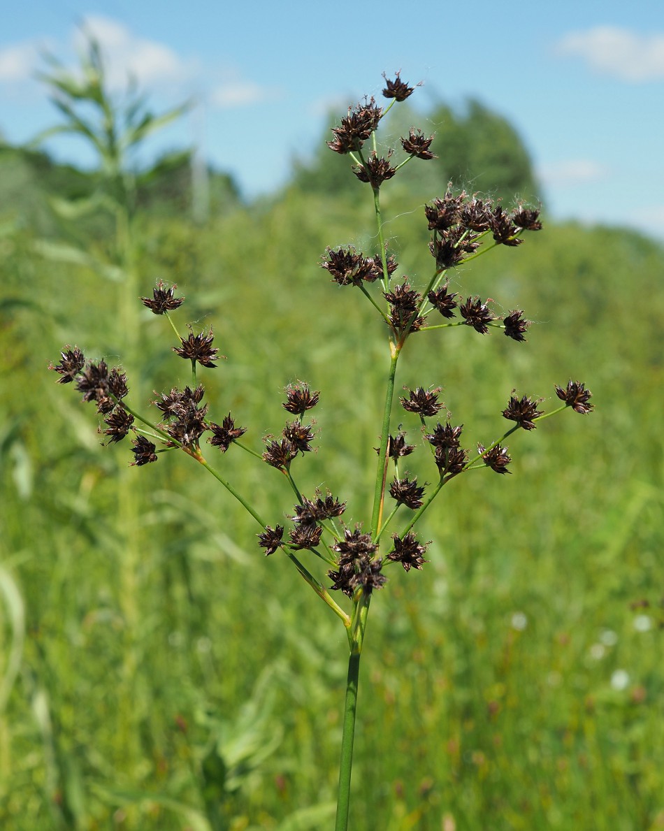 Image of Juncus atratus specimen.