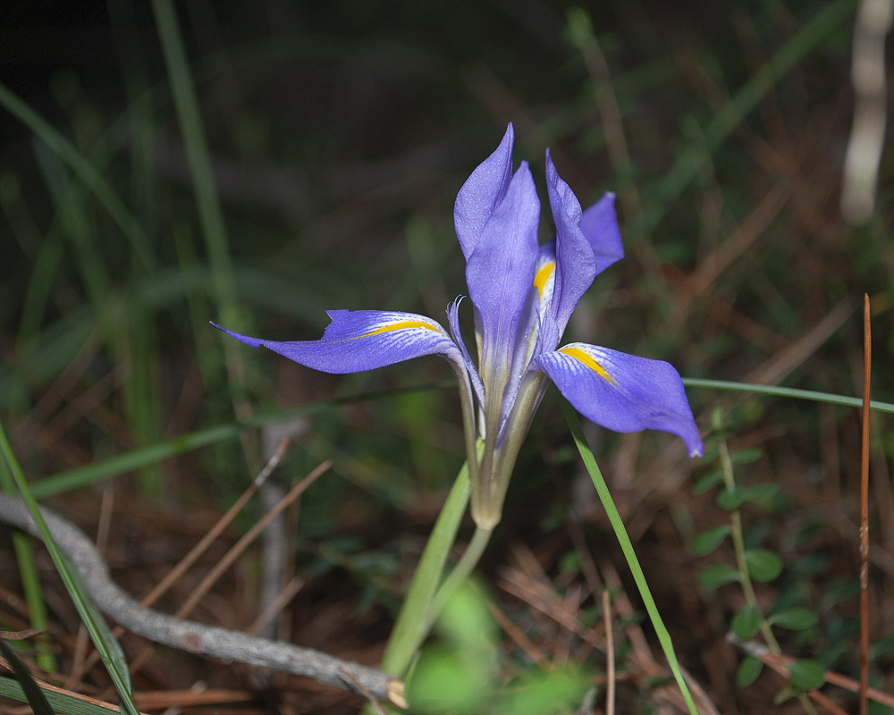 Изображение особи Iris unguicularis ssp. carica.