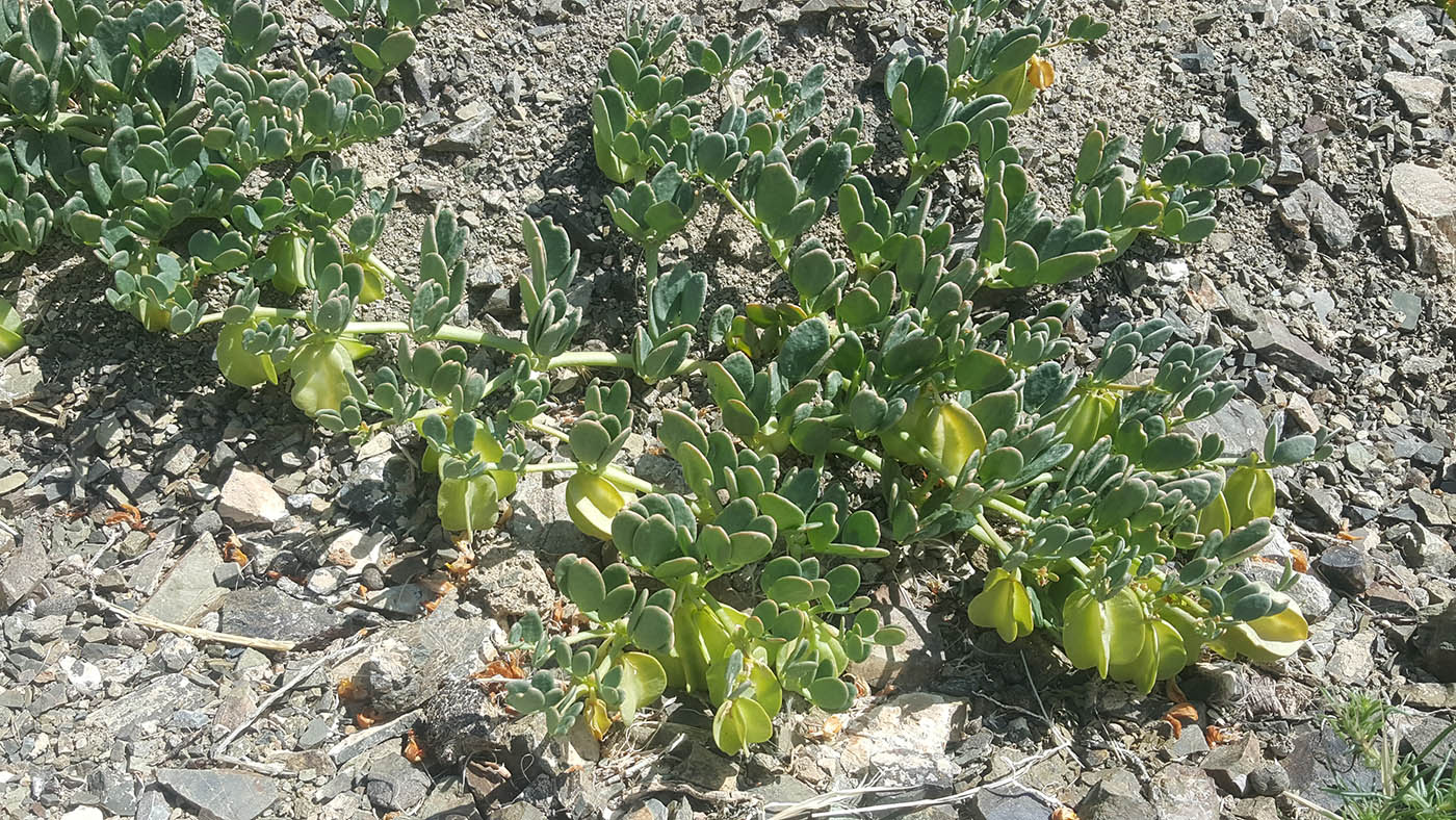 Image of Zygophyllum potaninii specimen.