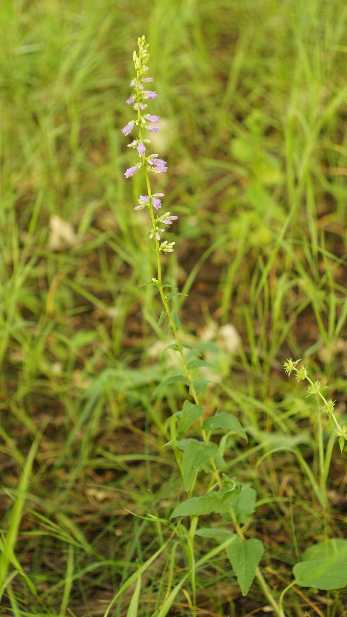 Image of Campanula bononiensis specimen.