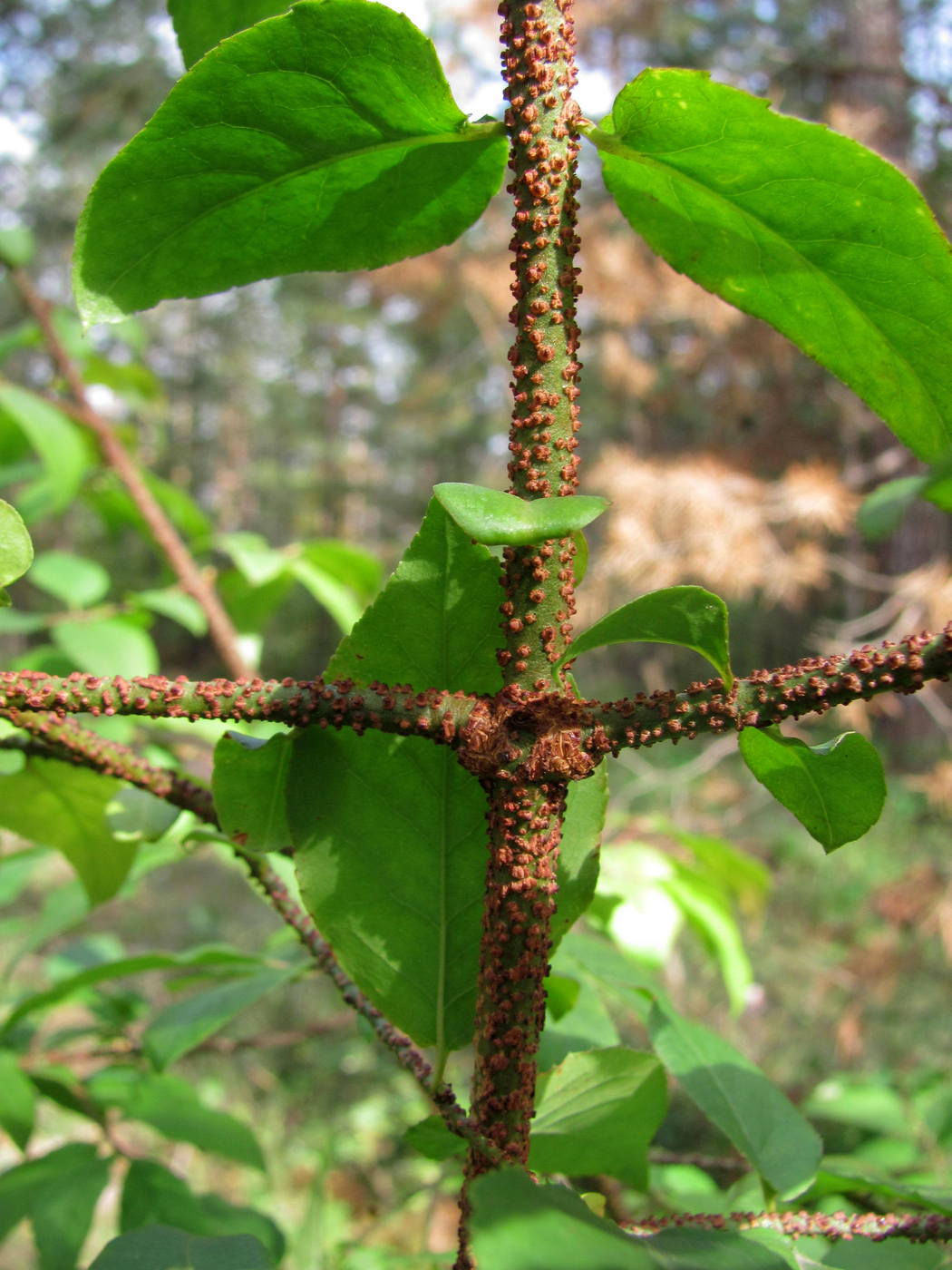 Изображение особи Euonymus verrucosus.