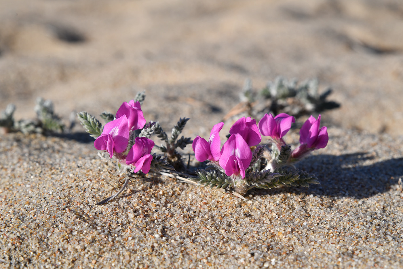 Изображение особи Oxytropis lanata.