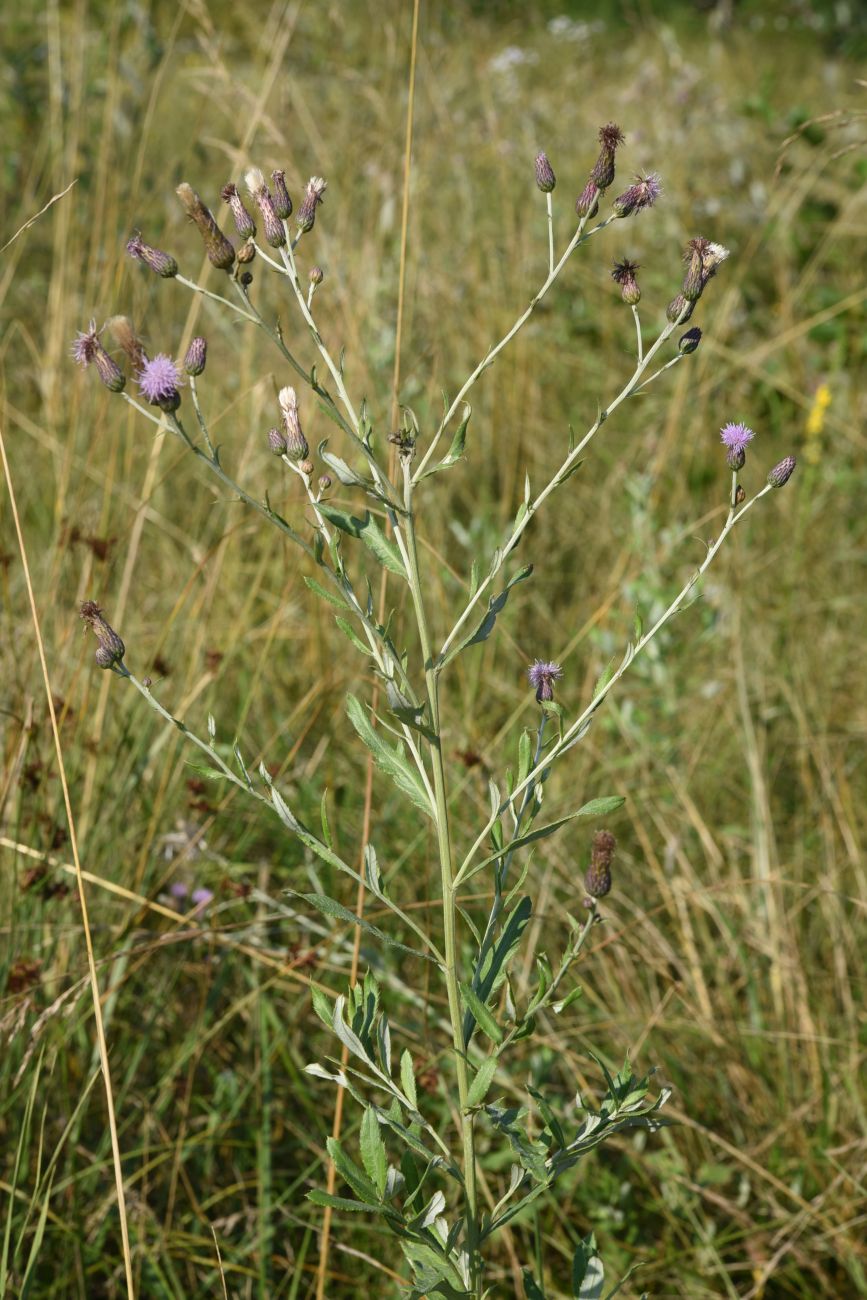 Изображение особи Cirsium incanum.