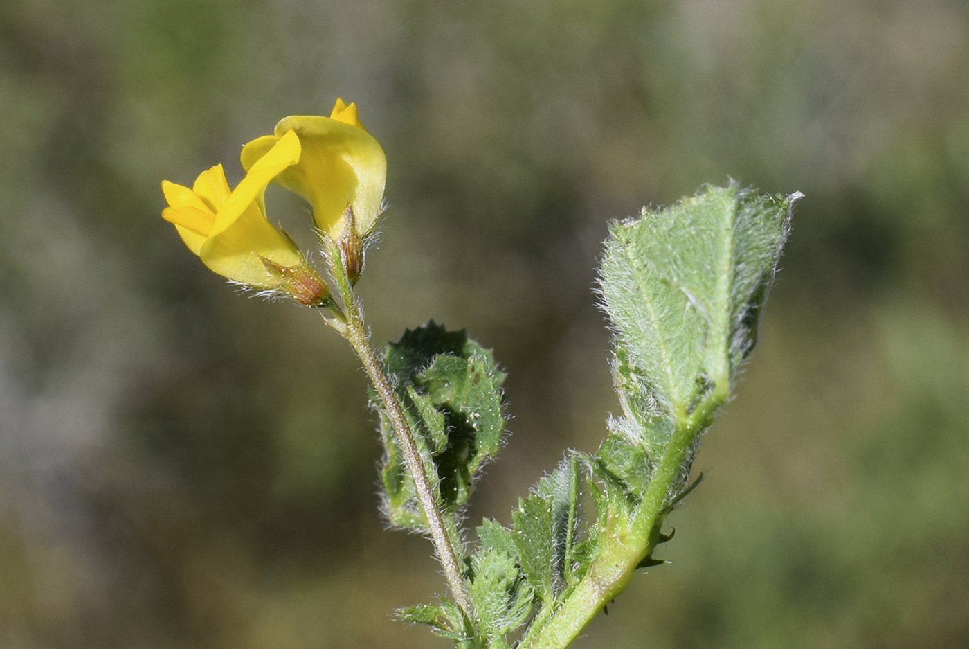 Изображение особи Medicago truncatula.