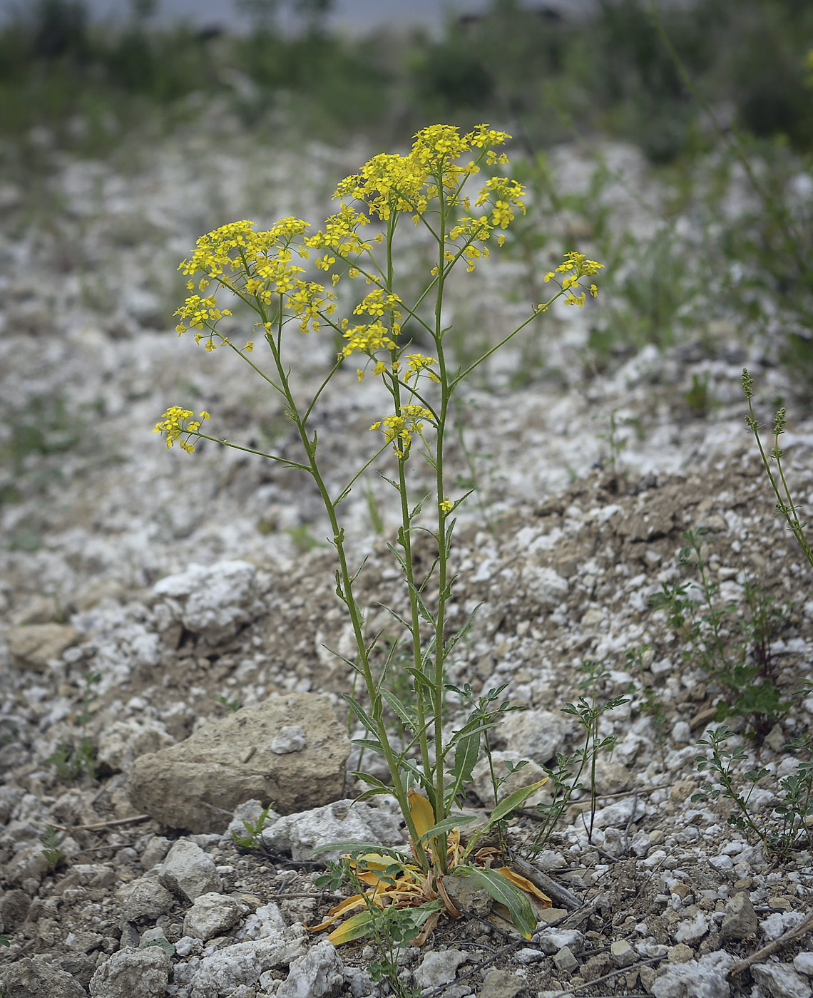 Image of Bunias orientalis specimen.